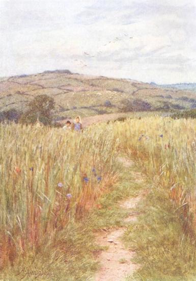 Through the Corn, Downton, Wilts.