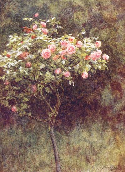 Study of a Rose Bush